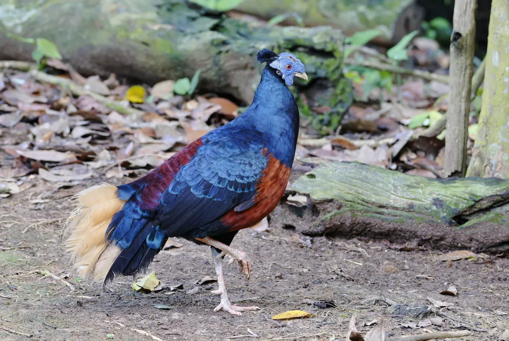 凤冠火背鹇（Lophura ignita）