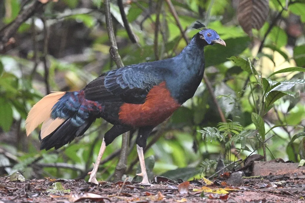 凤冠火背鹇（Lophura ignita）