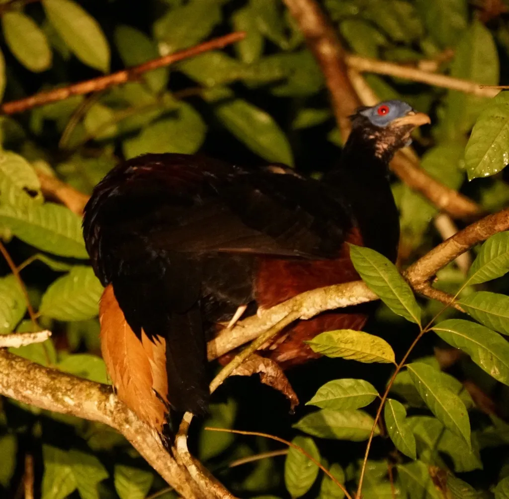 凤冠火背鹇（Lophura ignita）
