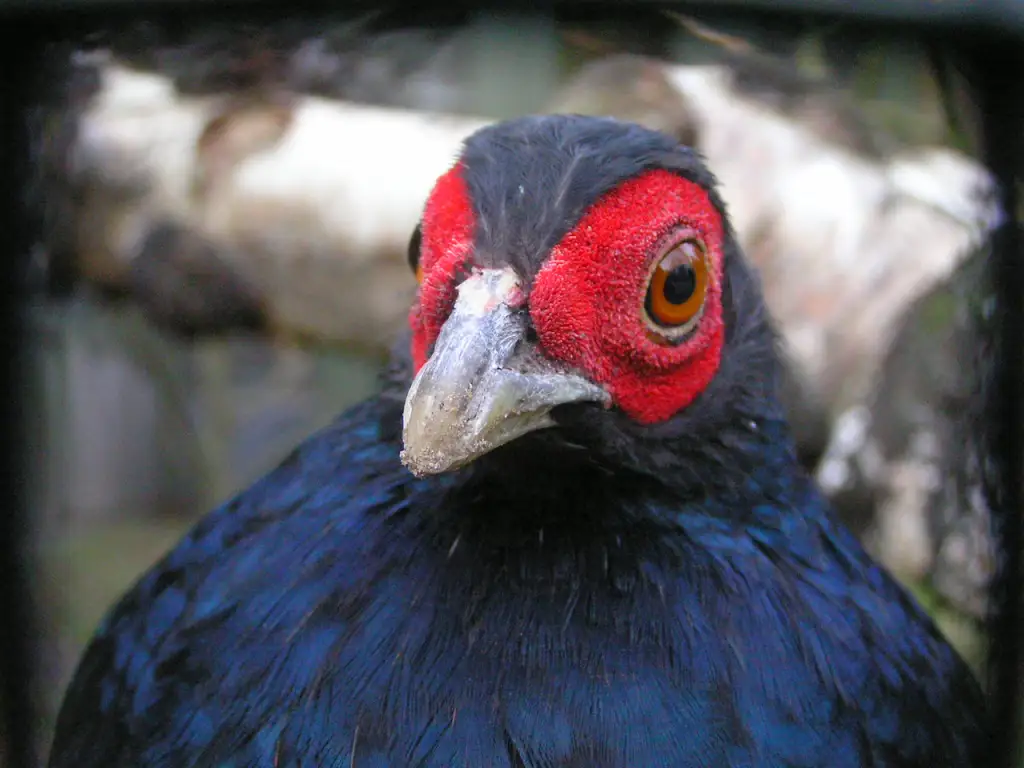 黑尾鹇（Lophura inornata）