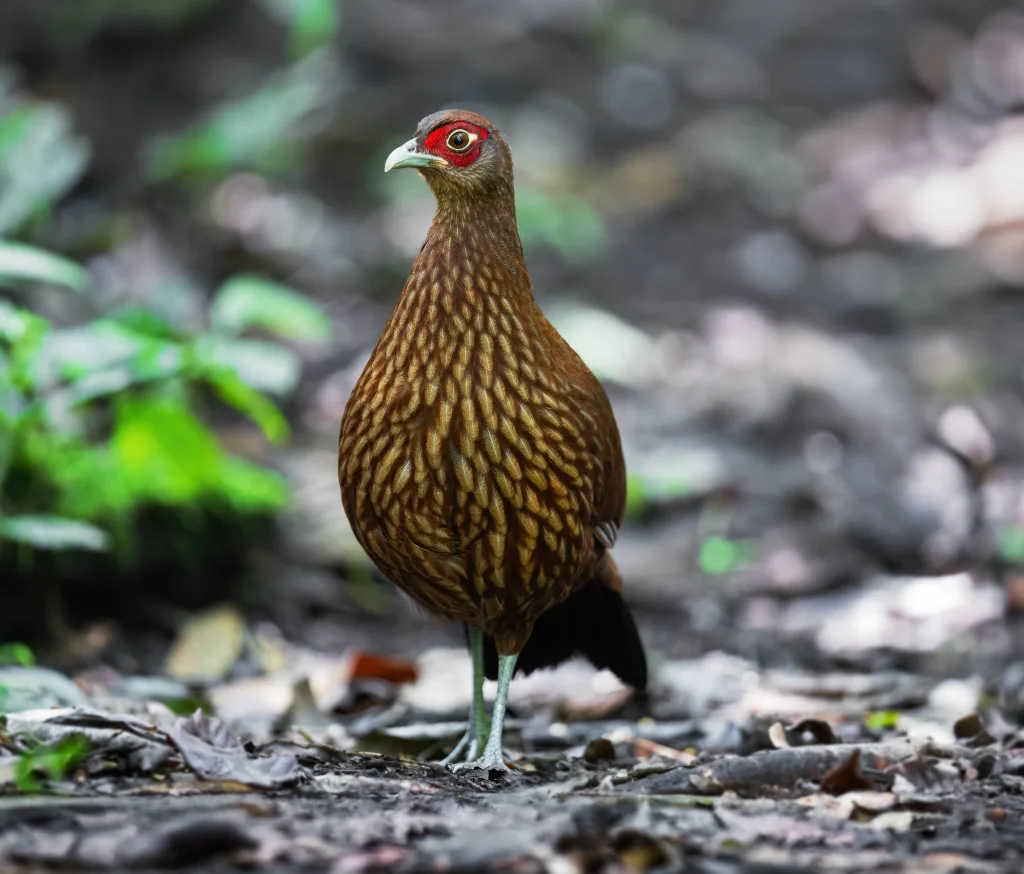 黑尾鹇（Lophura inornata）