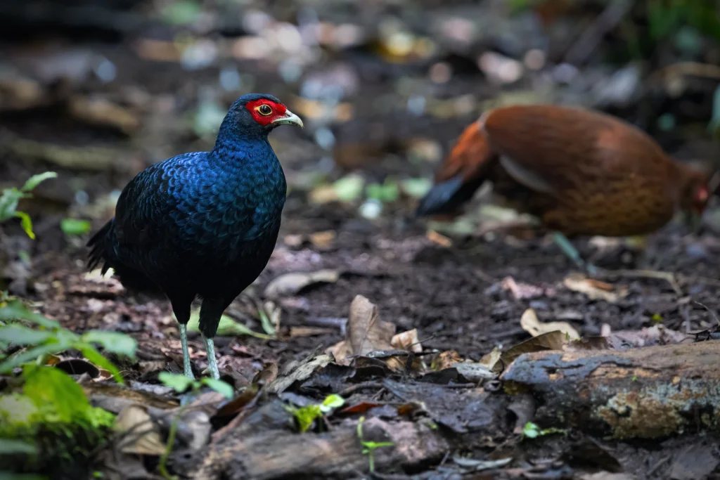 黑尾鹇（Lophura inornata）