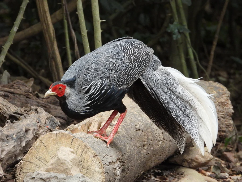 黑鹇(Lophura leucomelanos)