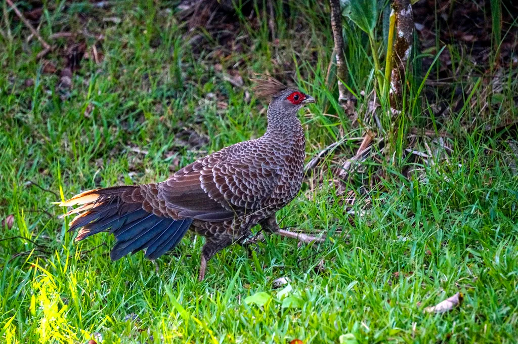 黑鹇(Lophura leucomelanos)