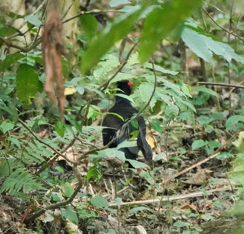 黑鹇(Lophura leucomelanos)