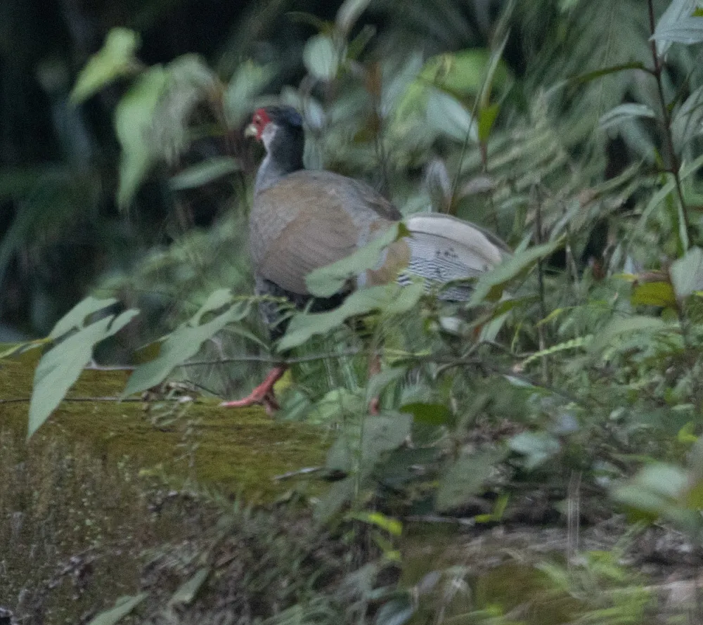 白鹇(Lophura nycthemera)