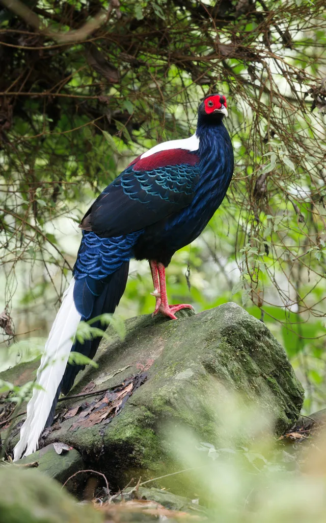 蓝腹鹇（Lophura swinhoii）