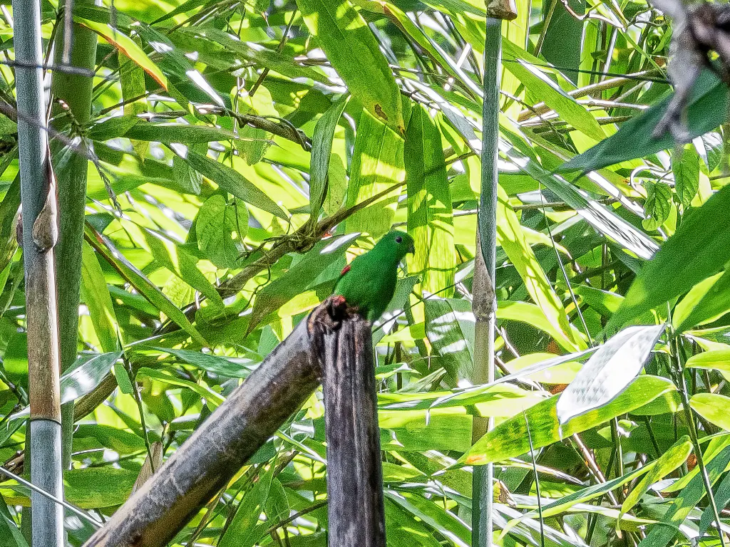 摩鹿加短尾鹦鹉(Loriculus amabilis)