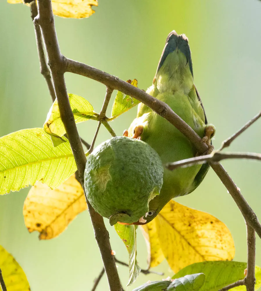 斯里兰卡短尾鹦鹉(Loriculus beryllinus)