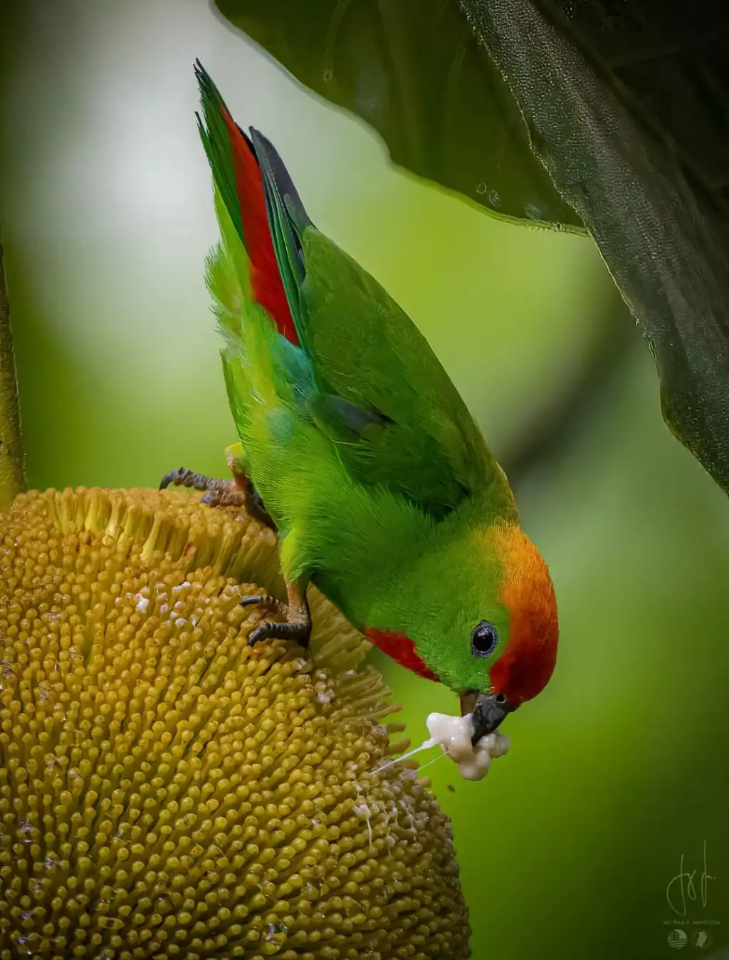 黑嘴短尾鹦鹉(Loriculus bonapartei)