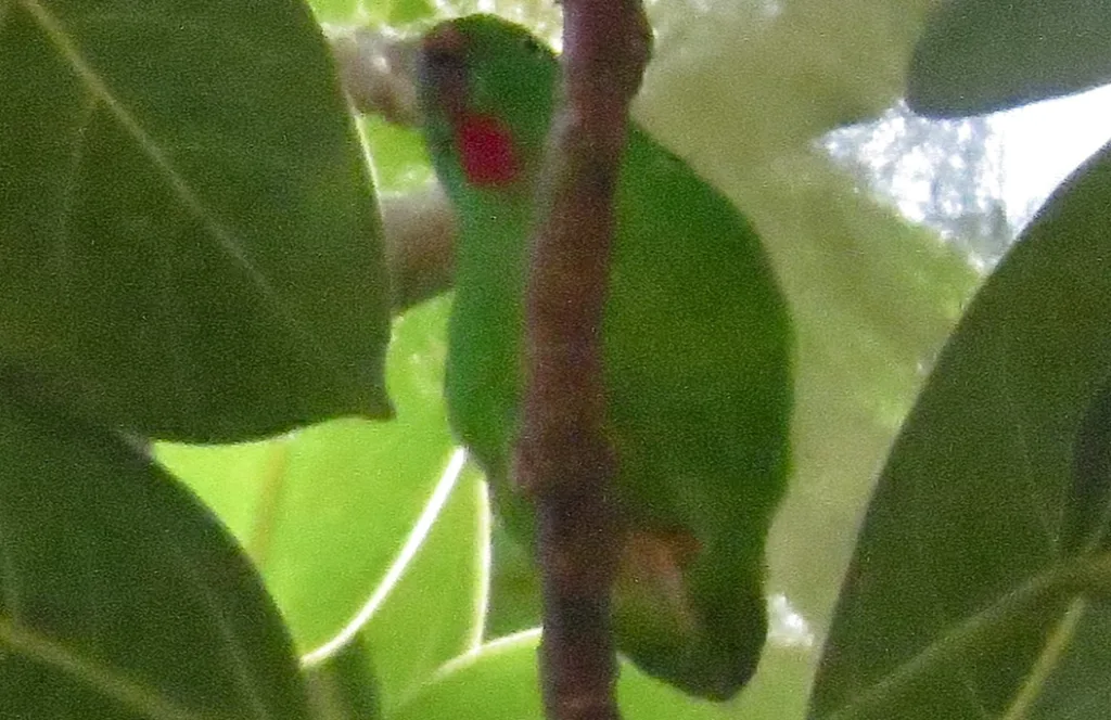 瓦氏短尾鹦鹉(Loriculus flosculus)