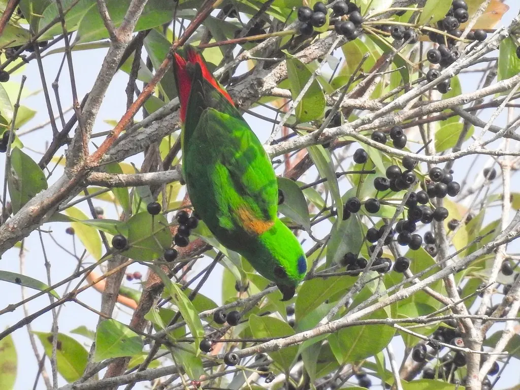 蓝顶短尾鹦鹉(Loriculus galgulus)