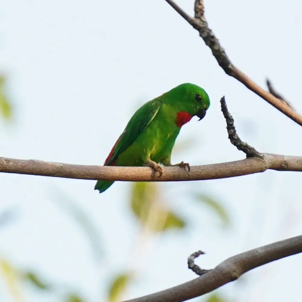 蓝顶短尾鹦鹉(Loriculus galgulus)