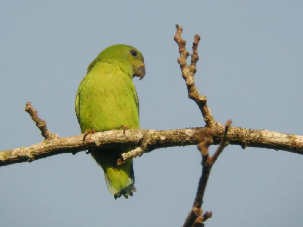 蓝顶短尾鹦鹉(Loriculus galgulus)