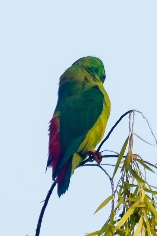 蓝顶短尾鹦鹉(Loriculus galgulus)