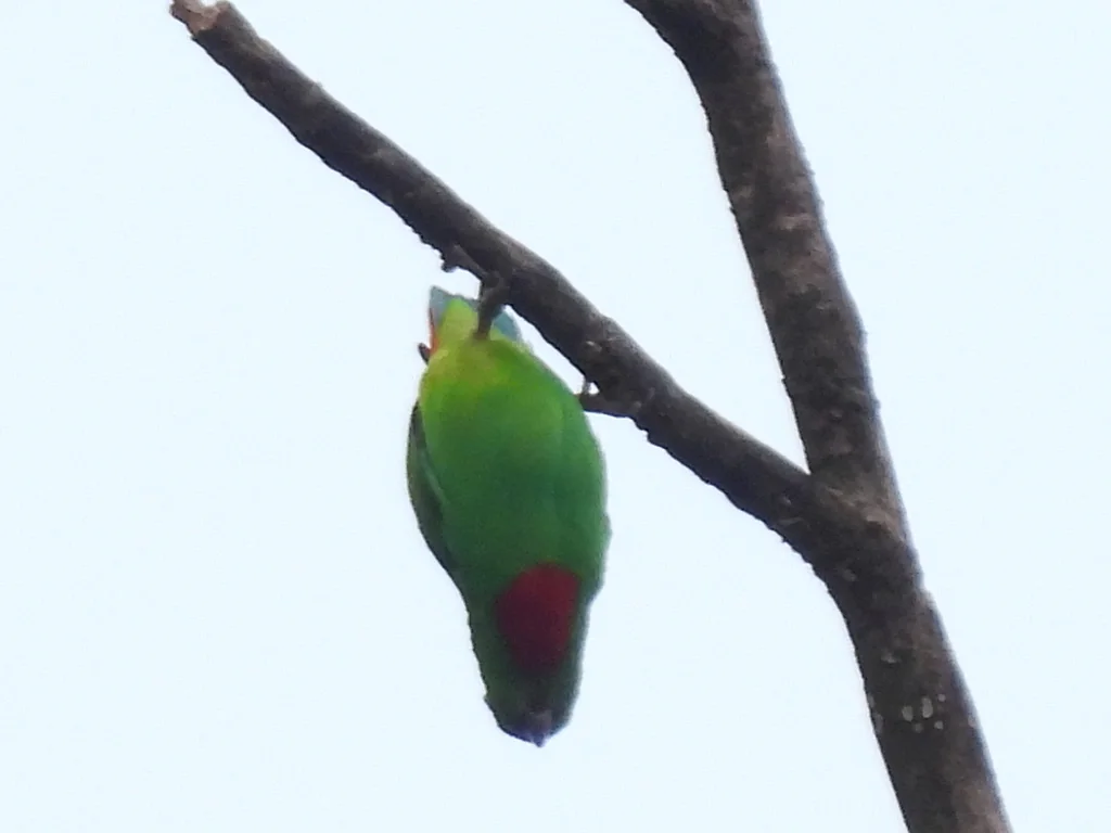 蓝顶短尾鹦鹉(Loriculus galgulus)