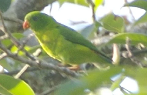 黄喉短尾鹦鹉