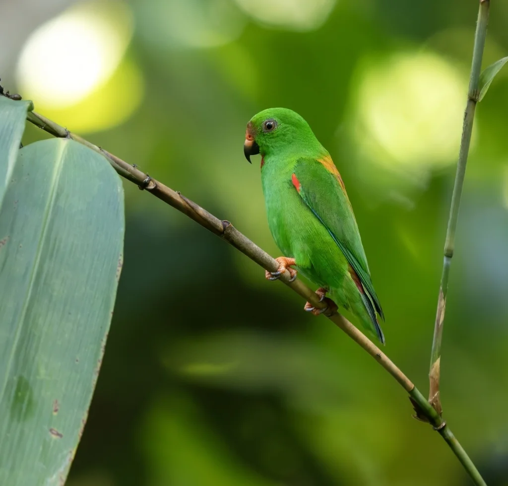 红背短尾鹦鹉(Loriculus sclateri)