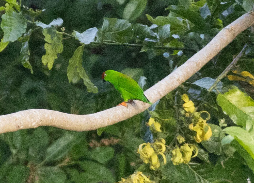 苏拉威西短尾鹦鹉(Loriculus stigmatus)