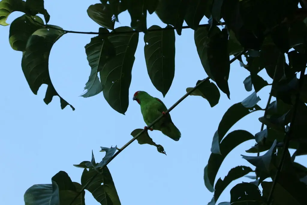 苏拉威西短尾鹦鹉(Loriculus stigmatus)