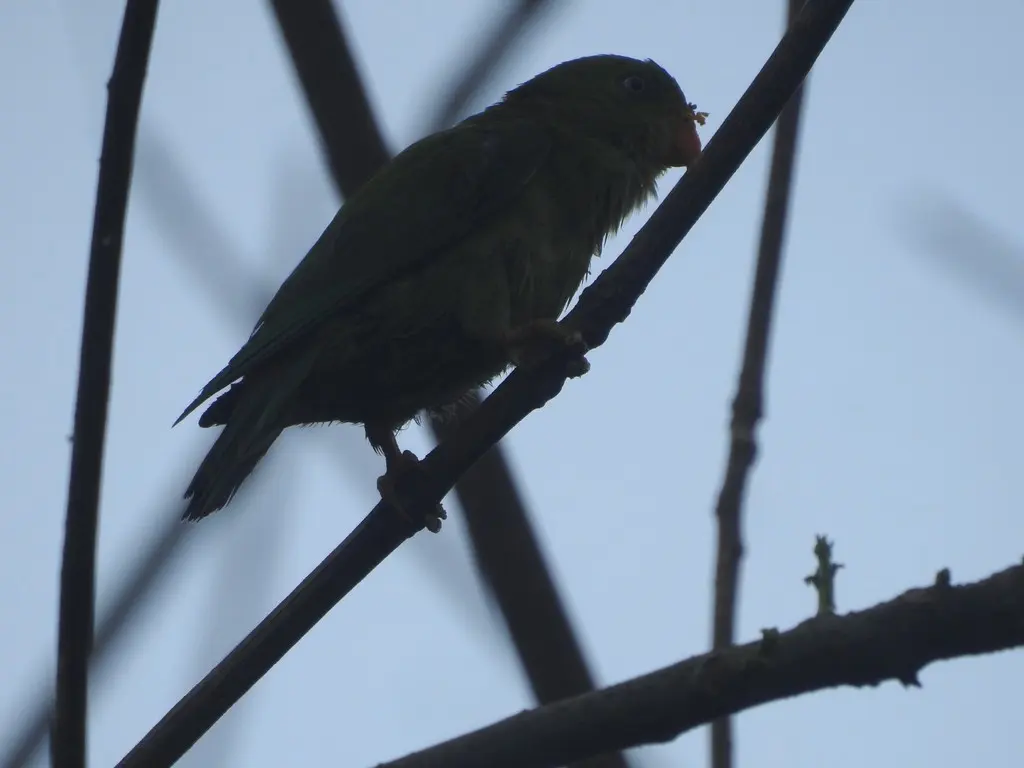 短尾鹦鹉(Loriculus vernalis)