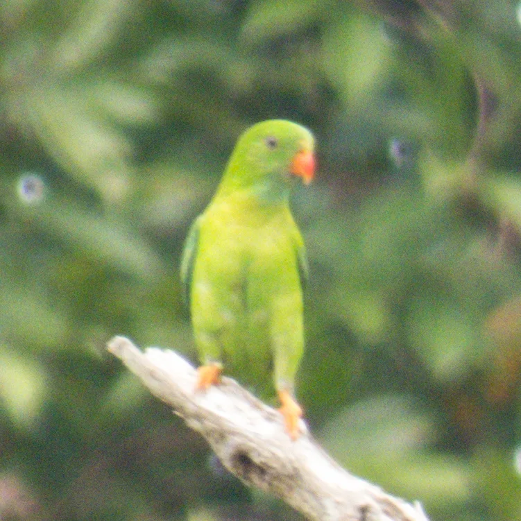 短尾鹦鹉(Loriculus vernalis)