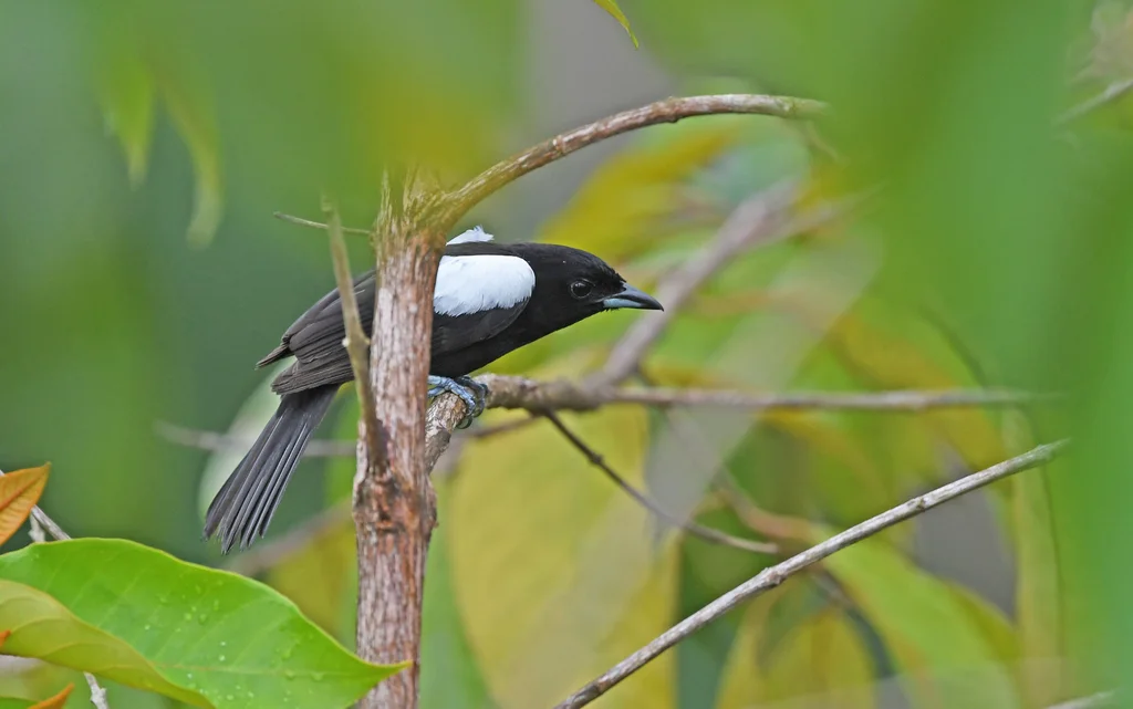 白肩黑唐纳雀(Loriotus luctuosus)