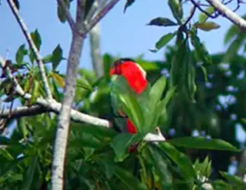 白枕鹦鹉