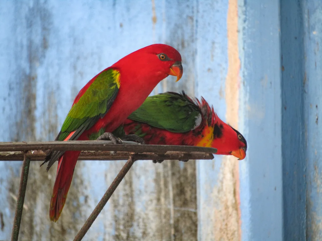 黄领鹦鹉(Lorius chlorocercus)