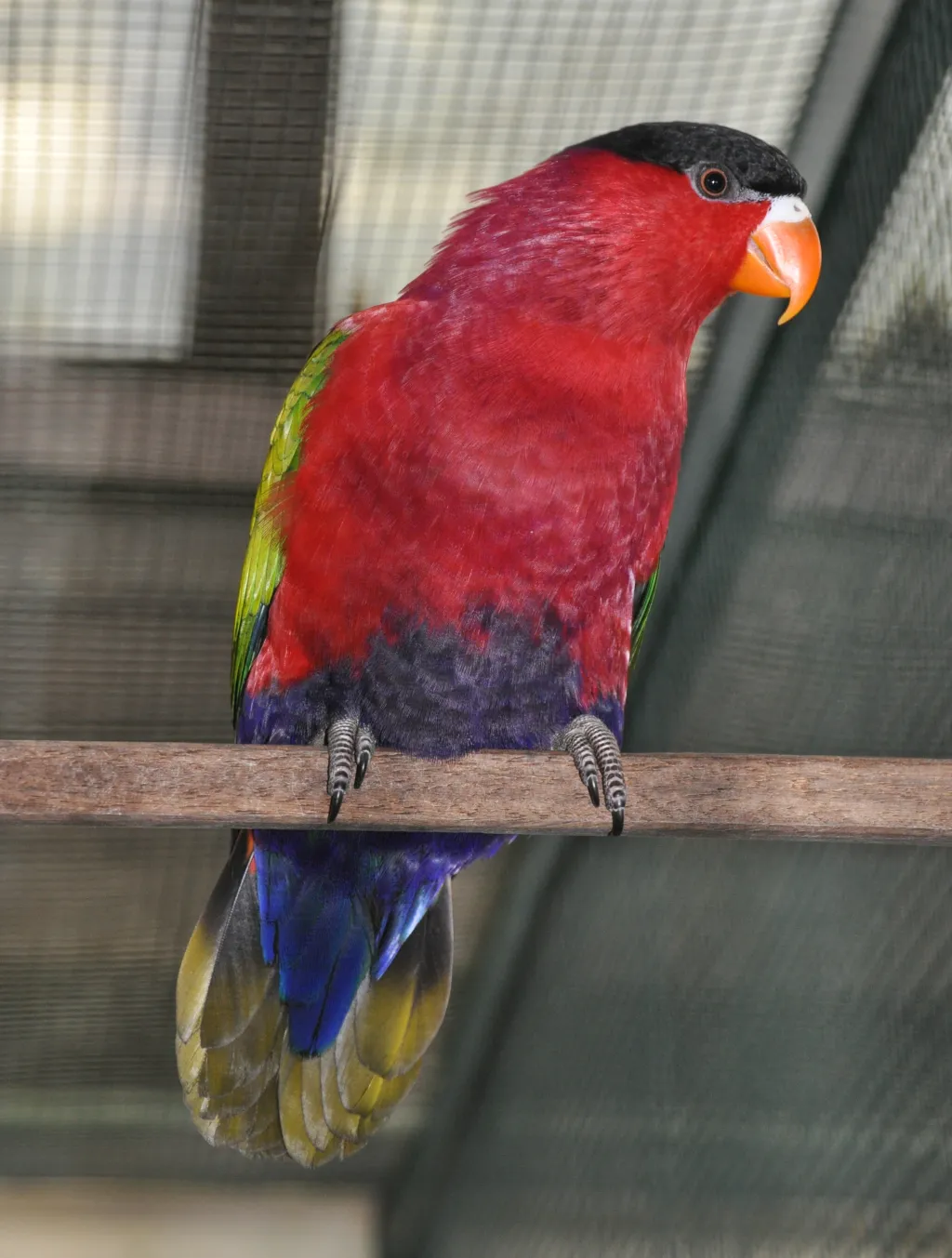 紫腹鹦鹉(Lorius hypoinochrous)
