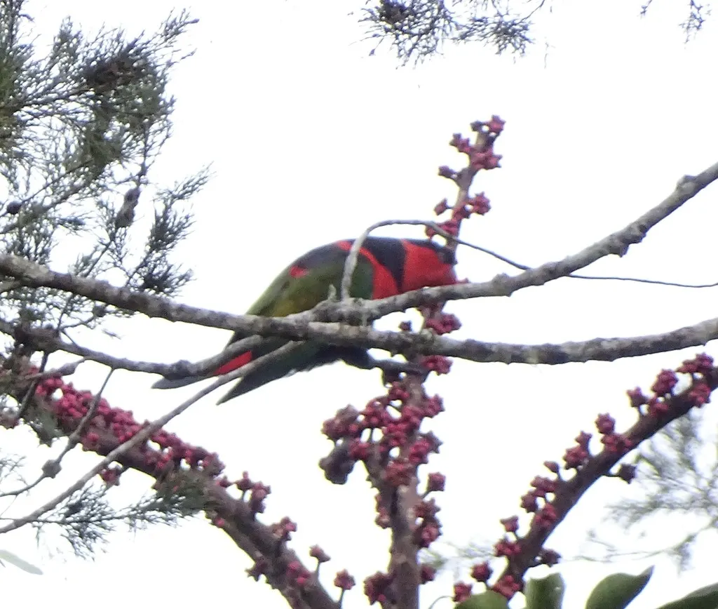 黑顶鹦鹉(Lorius lory)