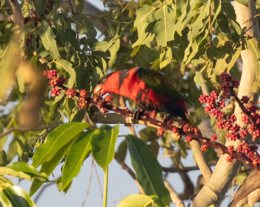 黑顶鹦鹉(Lorius lory)