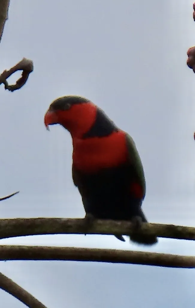黑顶鹦鹉(Lorius lory)