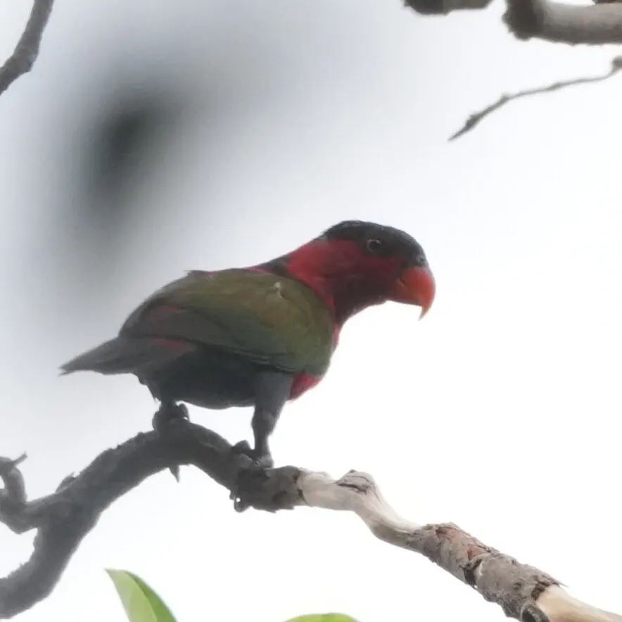 黑顶鹦鹉(Lorius lory)