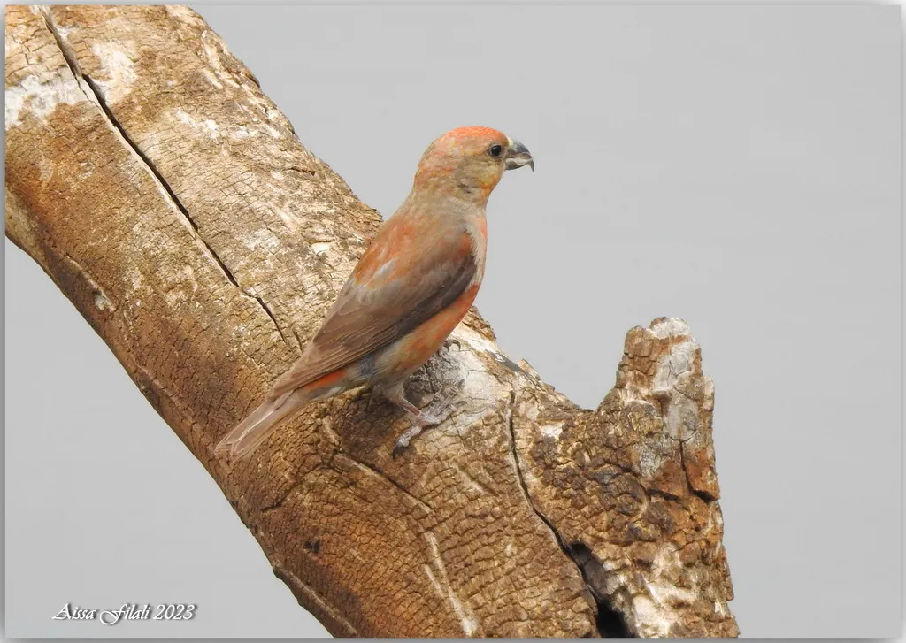 红交嘴雀(Loxia curvirostra)