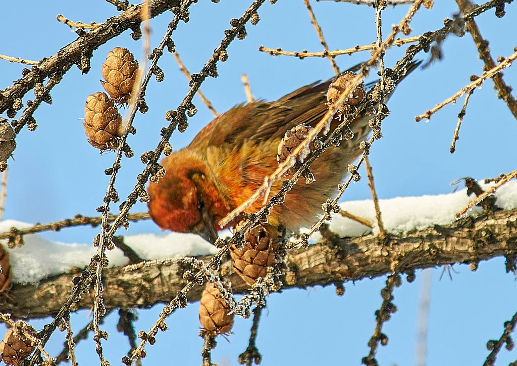 红交嘴雀(Loxia curvirostra)