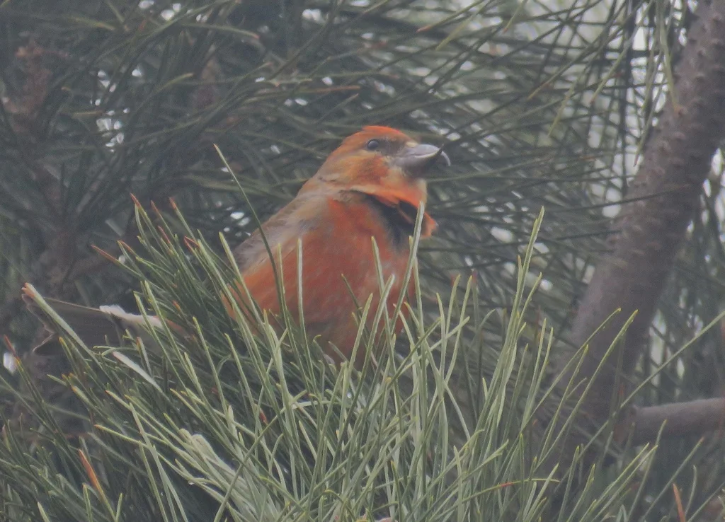红交嘴雀(Loxia curvirostra)