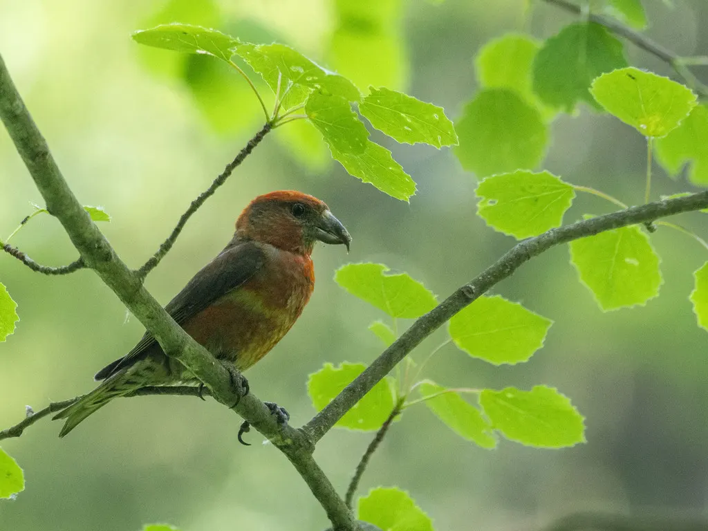 红交嘴雀(Loxia curvirostra)