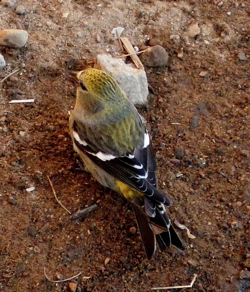 白翅交嘴雀(Loxia leucoptera)