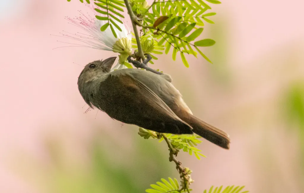 巴巴多斯牛雀（Loxigilla barbadensis）