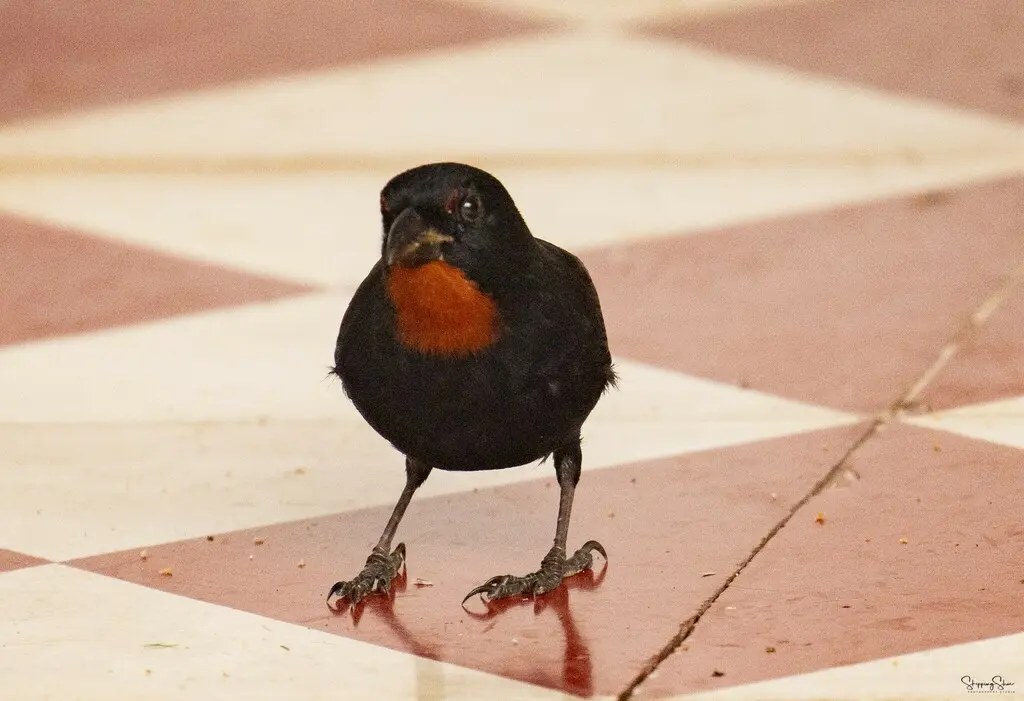 小安德牛雀(Loxigilla noctis)