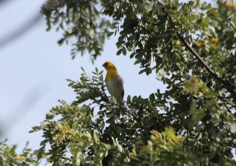 黄胸管舌雀(Loxioides bailleui)