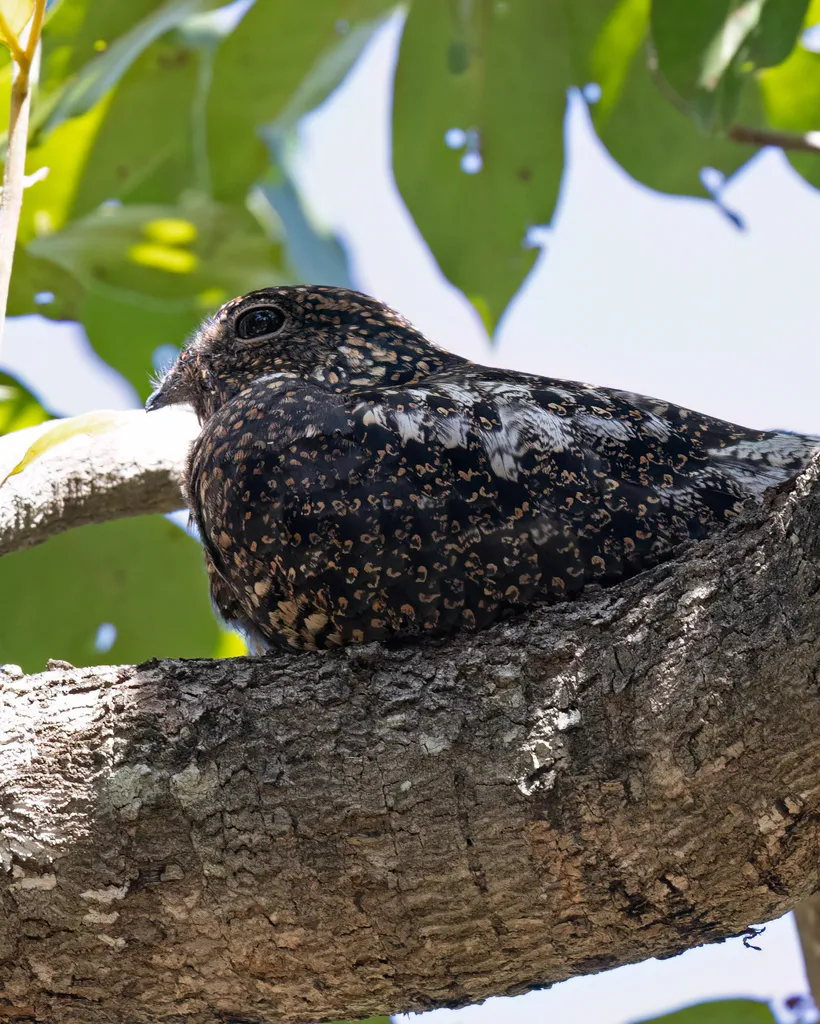 半领夜鹰(Lurocalis semitorquatus)