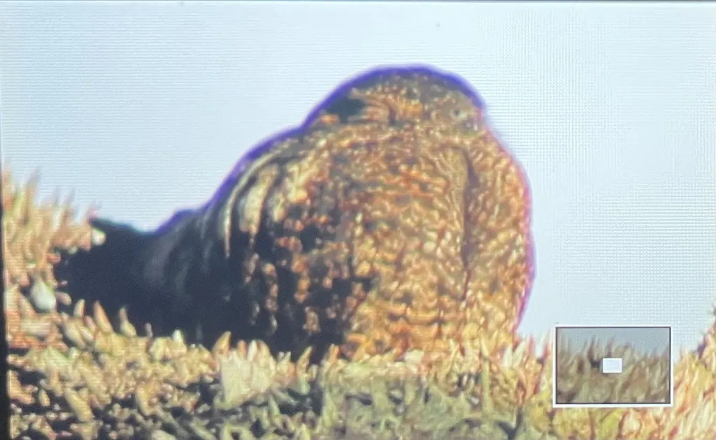 半领夜鹰(Lurocalis semitorquatus)