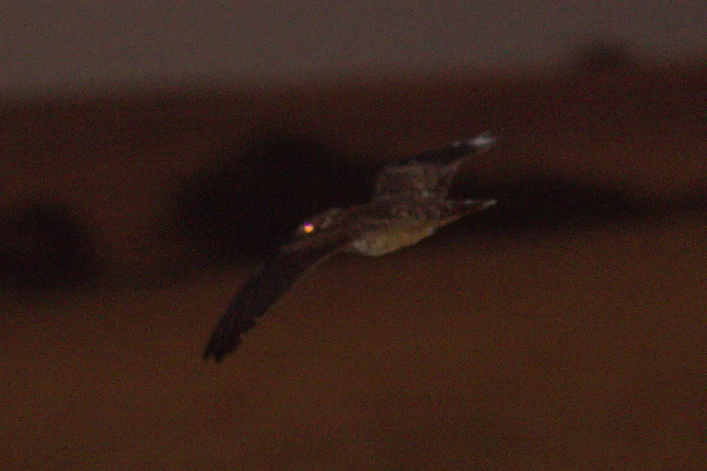 半领夜鹰(Lurocalis semitorquatus)