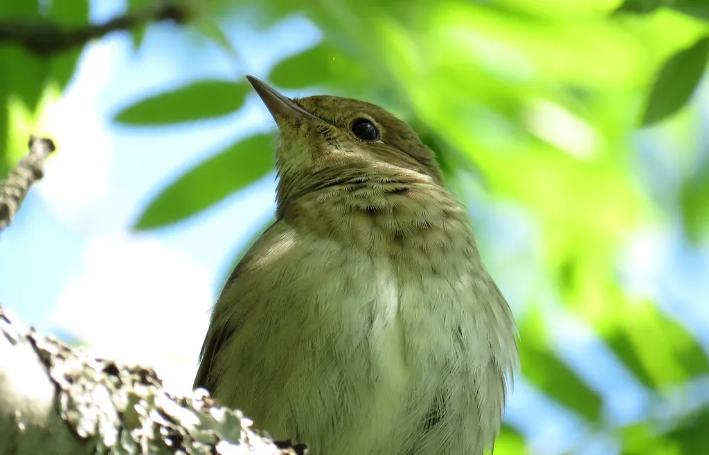 欧歌鸲(Luscinia luscinia)