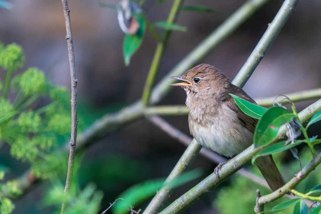 欧歌鸲(Luscinia luscinia)