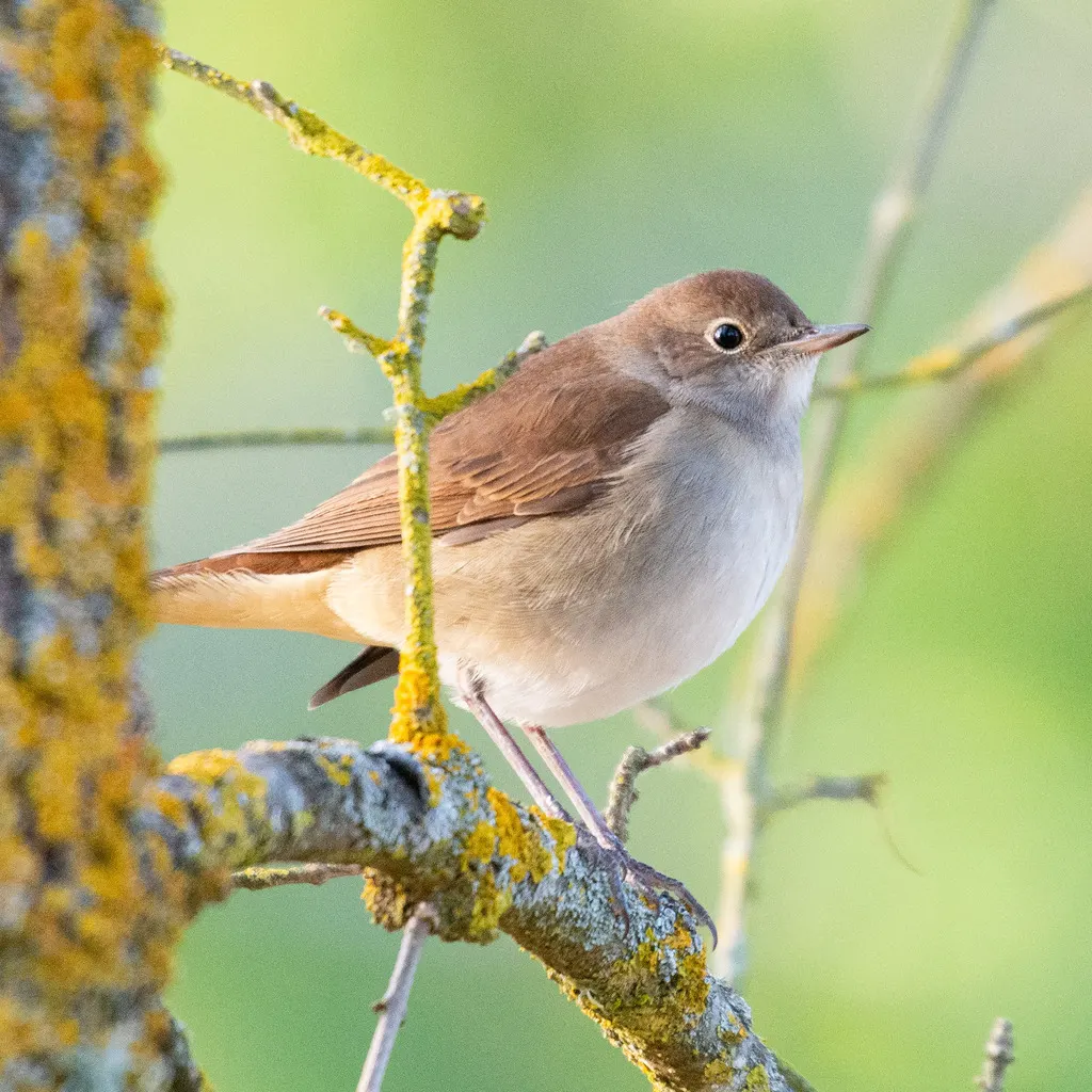 新疆歌鸲(Luscinia megarhynchos)