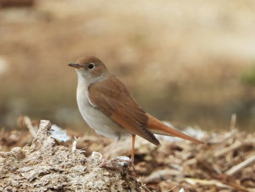新疆歌鸲(Luscinia megarhynchos)