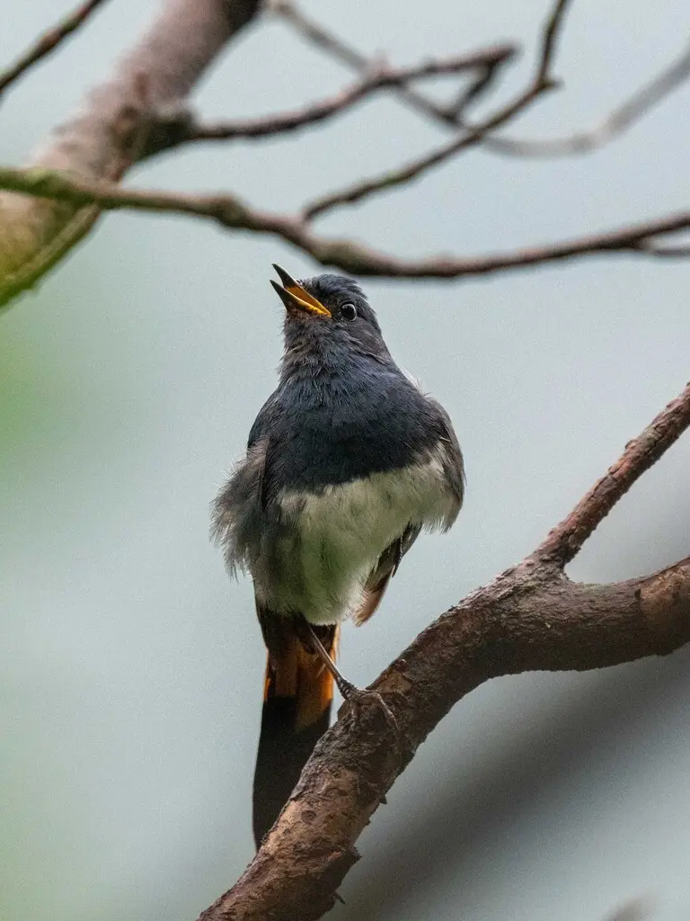 白腹短翅鸲(Luscinia phaenicuroides)